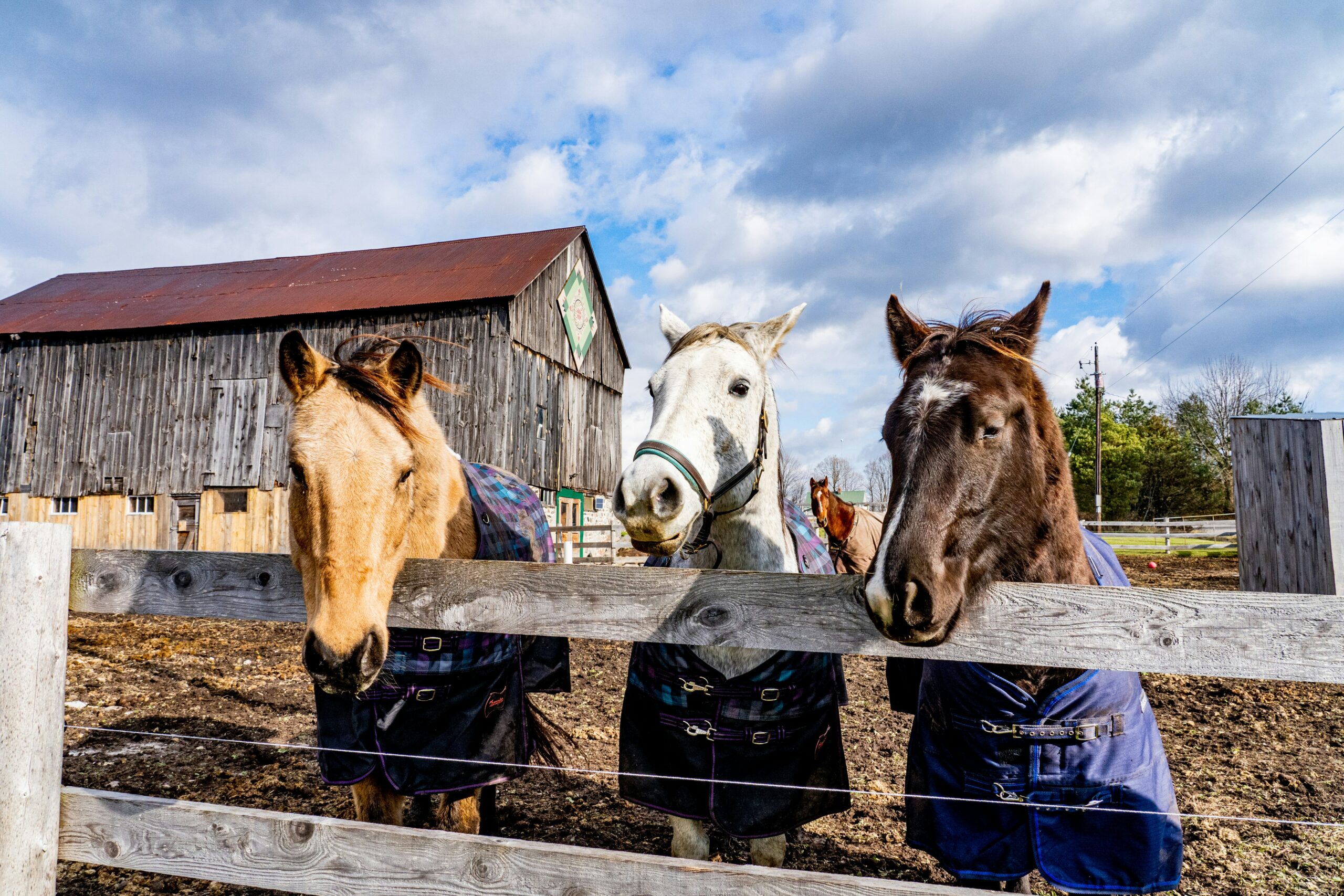 Saratoga Horse Farm Tour